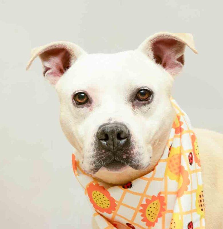 Enlarge Ainsley, a ADOPTABLE mixed breed in Sanford, FL image 1/2