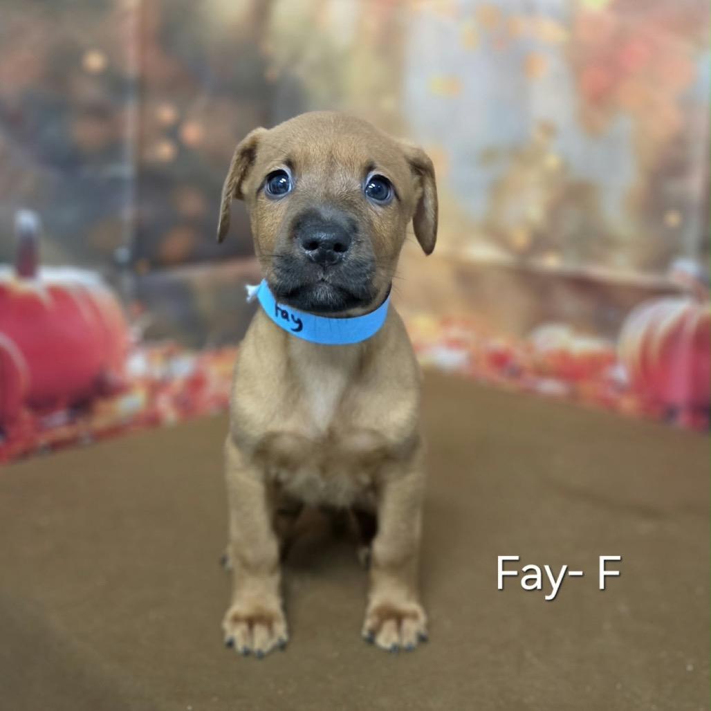 Enlarge Fay, a Adoptable mixed breed in Griswold, CT image 1/1