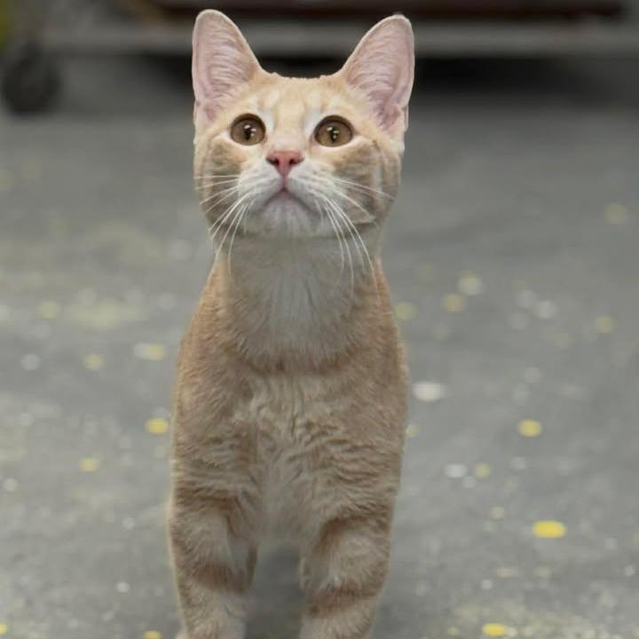 Enlarge Cecil, a Adoptable Domestic Short Hair in Lebanon, MO image 1/2