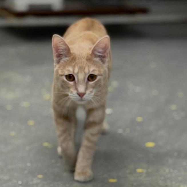 Enlarge Cecil, a Adoptable Domestic Short Hair in Lebanon, MO image 2/2