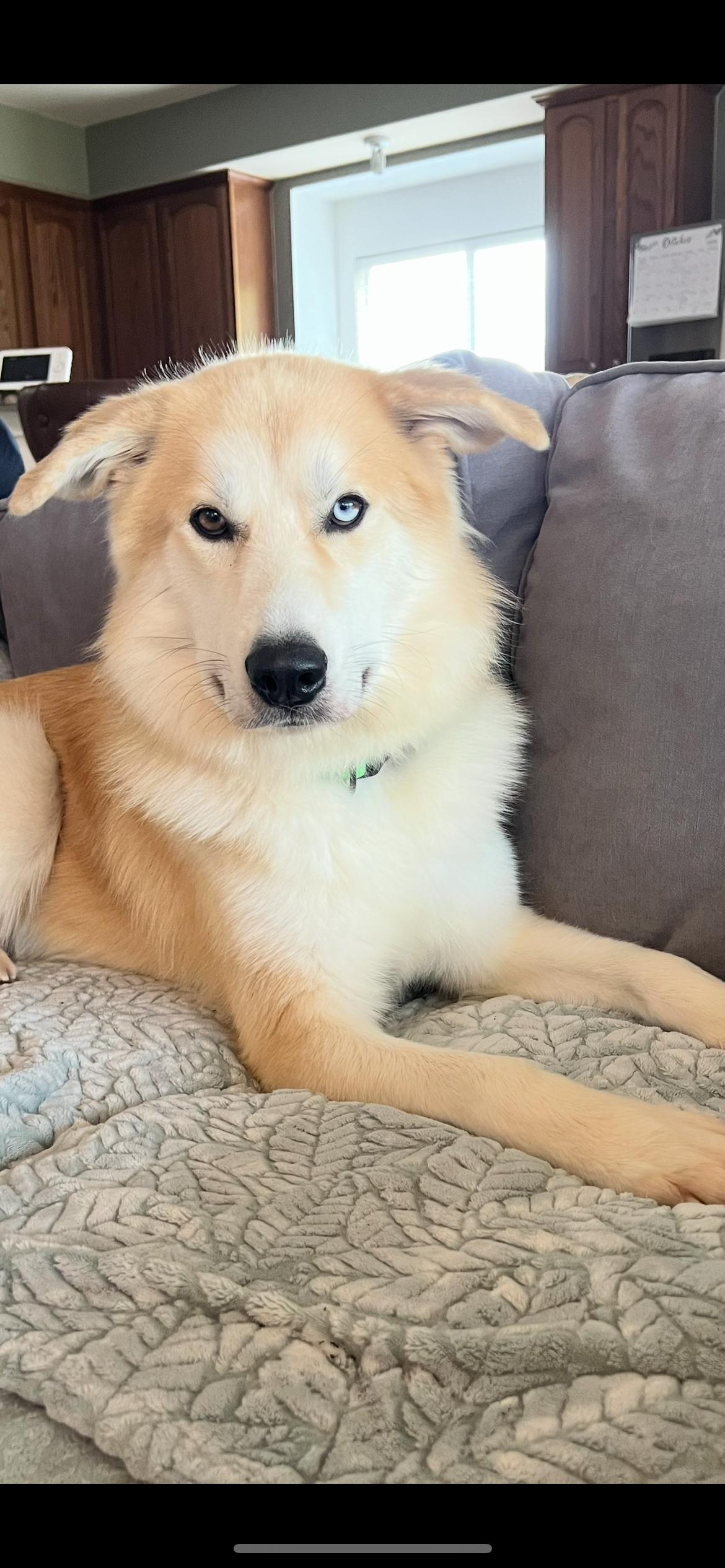 Pup, Adoptable, Adult Male Great Pyrenees & Husky.