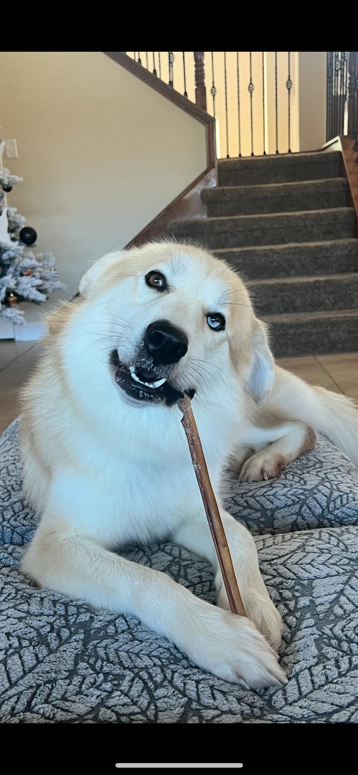 Pup, a Adoptable mixed breed in McKinney, TX image 2/3