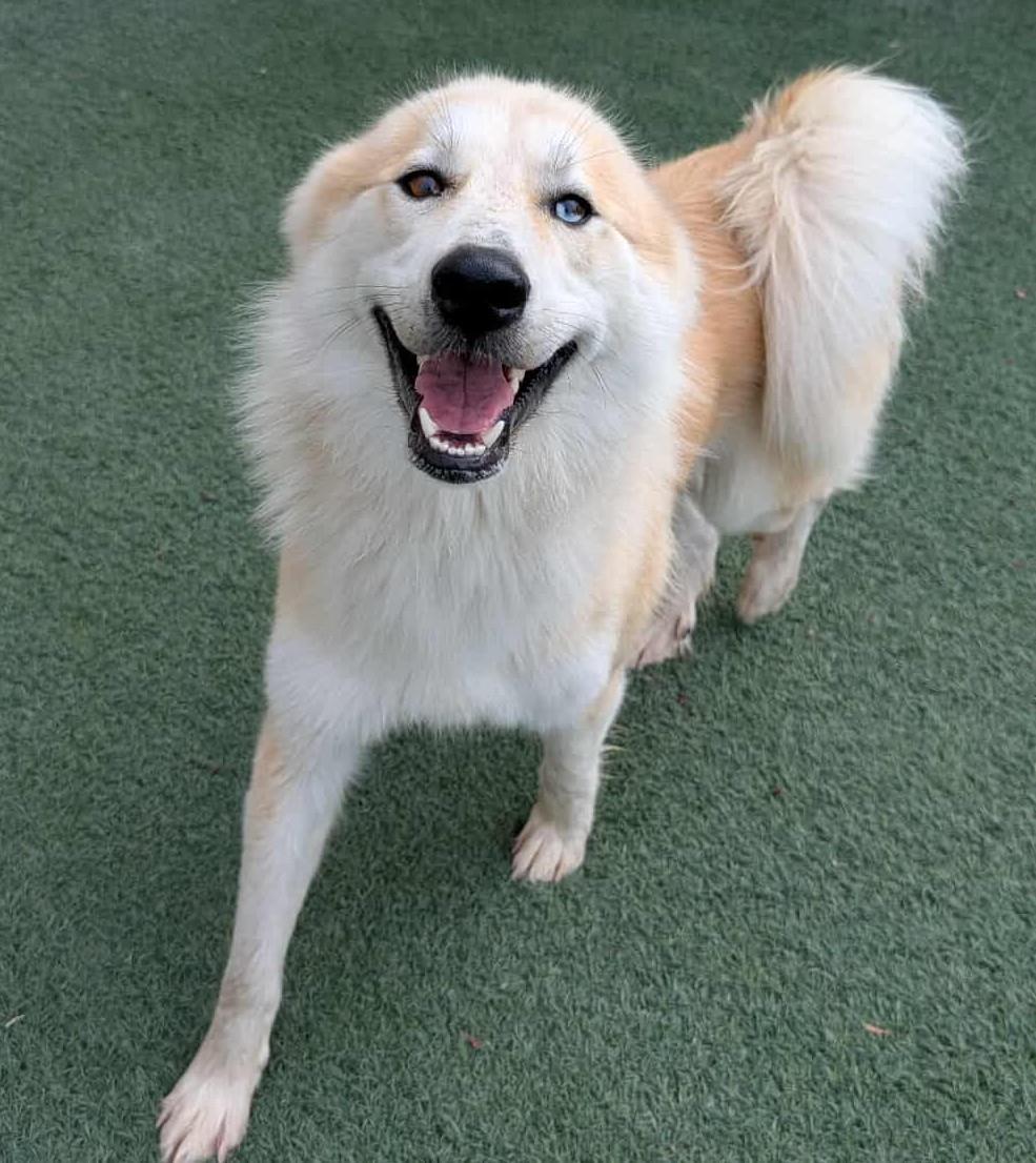 Pup, a Adoptable mixed breed in McKinney, TX image 3/3