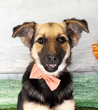 DAKI, a ADOPTABLE mixed breed in Castro Valley, CA image 2/3