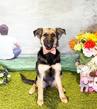 DAKI, a ADOPTABLE mixed breed in Castro Valley, CA image 1/3