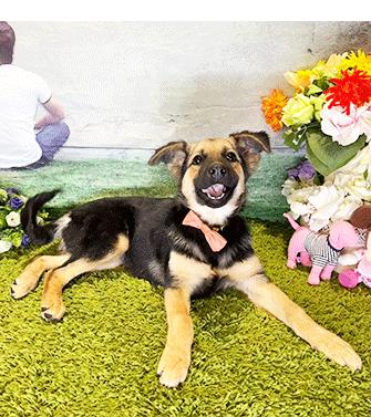 DAKI, a ADOPTABLE mixed breed in Castro Valley, CA image 3/3