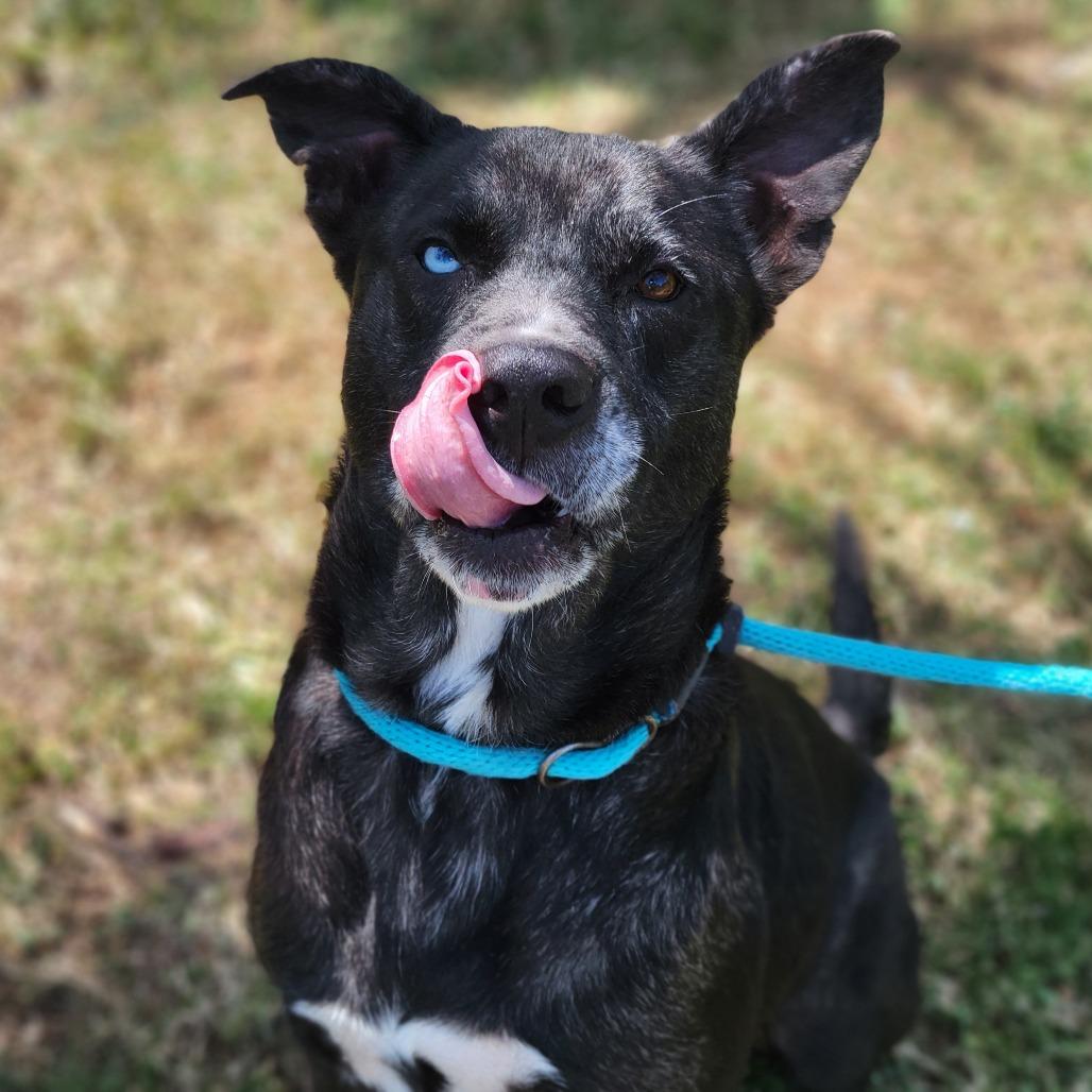 Wilbur, Adoptable, Adult Male Mixed Breed.
