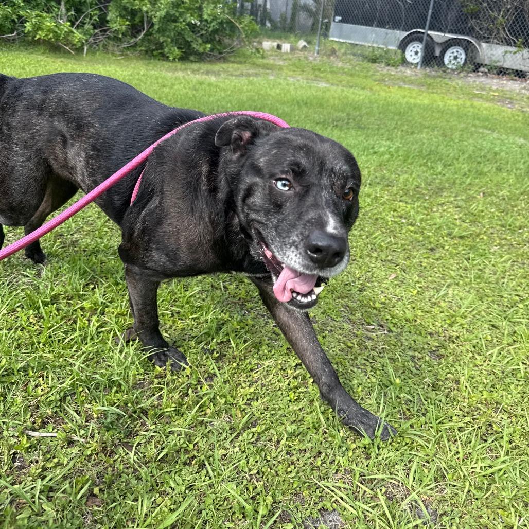 Wilbur, a Adoptable Mixed Breed in Sarasota, FL image 2/6