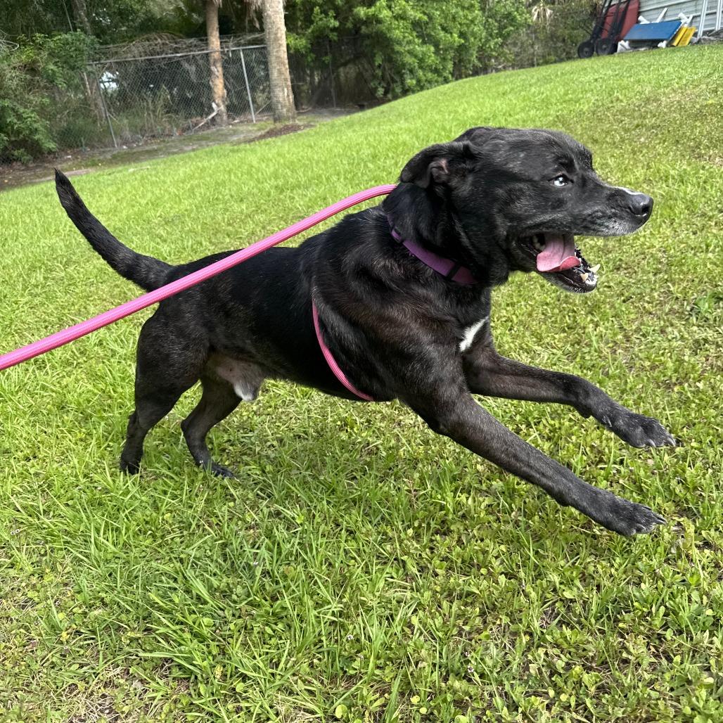 Wilbur, a Adoptable Mixed Breed in Sarasota, FL image 3/6