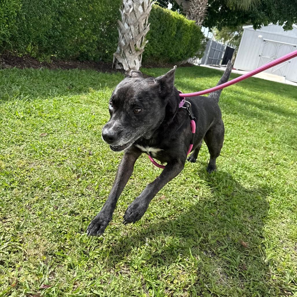 Wilbur, a Adoptable Mixed Breed in Sarasota, FL image 4/6