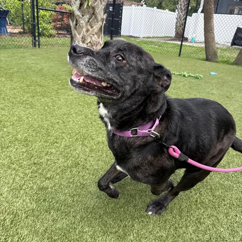 Wilbur, a Adoptable Mixed Breed in Sarasota, FL image 5/6