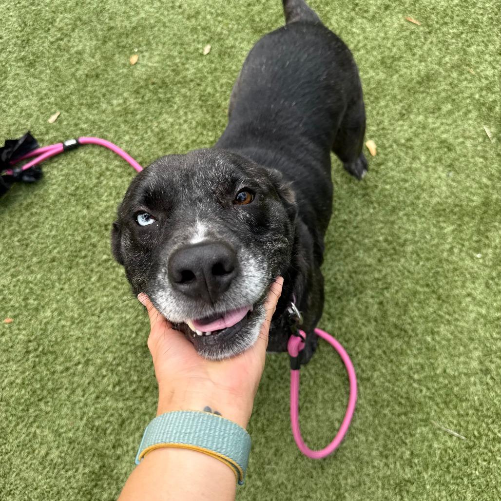 Wilbur, a Adoptable Mixed Breed in Sarasota, FL image 6/6