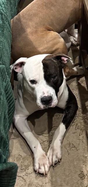 Texas Ranger, an adopted mixed breed in Warrenville, IL image 5/6