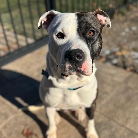 Texas Ranger, an adopted mixed breed in Warrenville, IL image 1/6