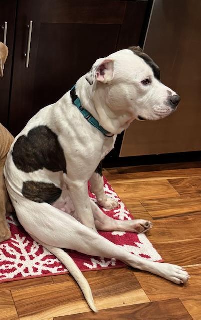 Texas Ranger, an adopted mixed breed in Warrenville, IL image 6/6