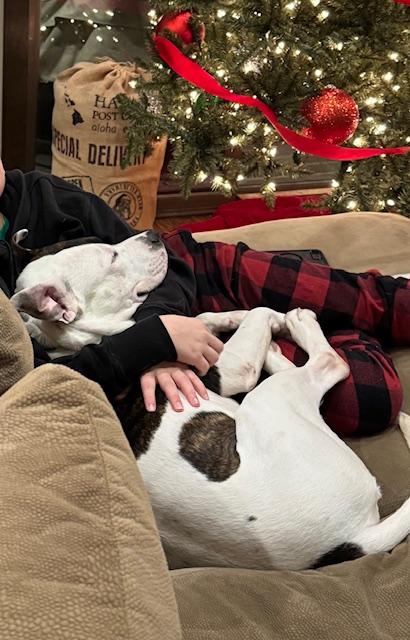 Texas Ranger, an adopted mixed breed in Warrenville, IL image 4/6