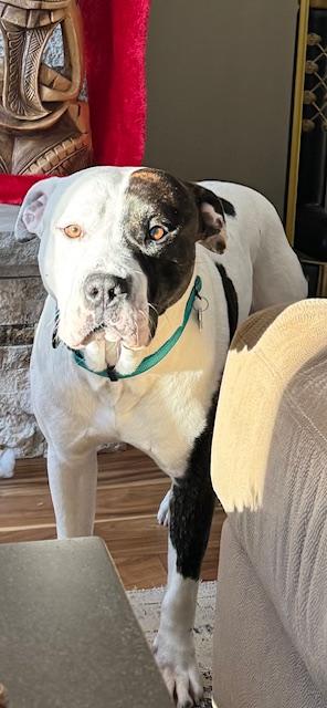 Texas Ranger, an adopted mixed breed in Warrenville, IL image 2/6