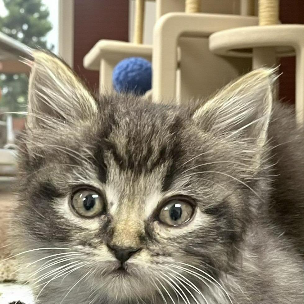 Kisses — Sweet, Snuggly, and the Purr-fect Lap Cat!