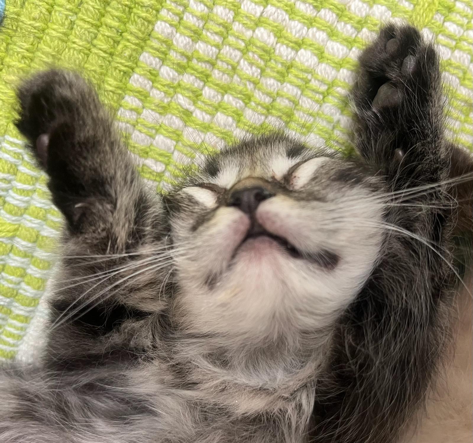 Kisses — Sweet, Snuggly, and the Purr-fect Lap Cat!