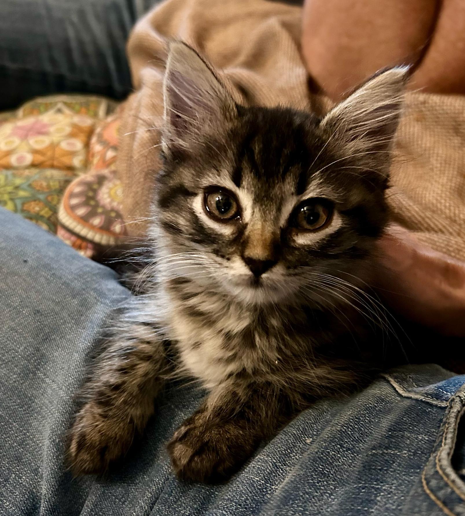 Kisses — Sweet, Snuggly, and the Purr-fect Lap Cat!