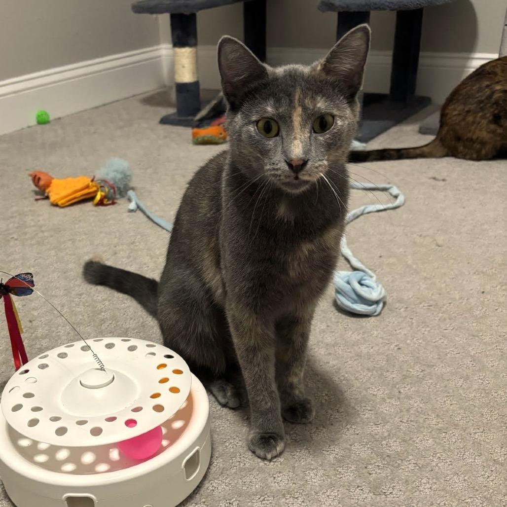 Enlarge Cami C10742, a Adoptable Domestic Short Hair in Princeton, MN image 1/5