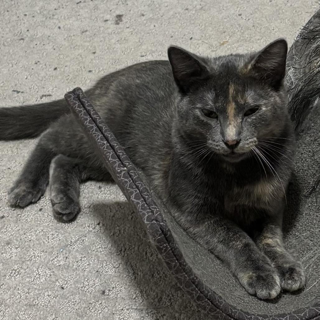 Cami C10742, a Adoptable Domestic Short Hair in Blaine, MN image 1/5