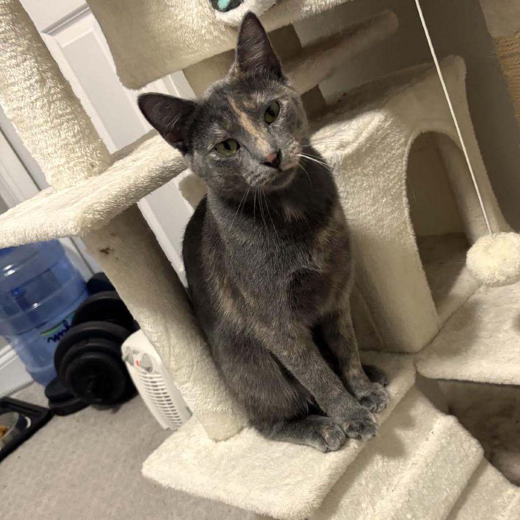 Cami C10742, Adoptable, Young Female Domestic Short Hair.