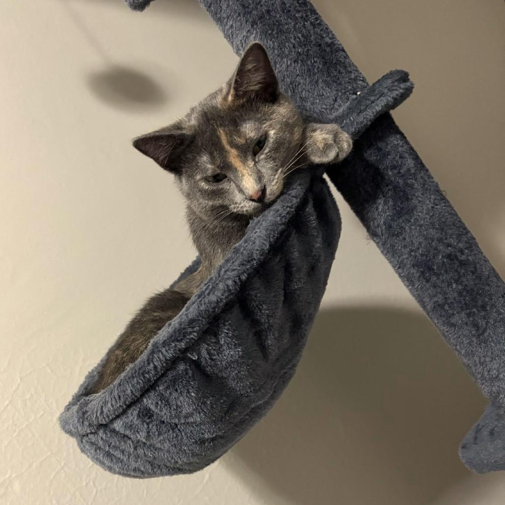 Enlarge Cami C10742, a Adoptable Domestic Short Hair in Princeton, MN image 3/5