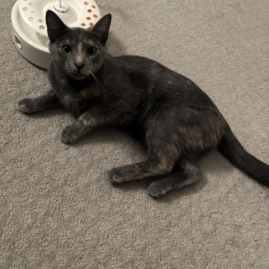 Enlarge Cami C10742, a Adoptable Domestic Short Hair in Princeton, MN image 4/5