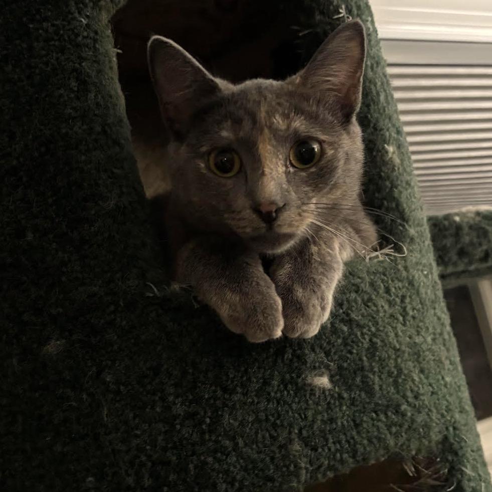 Enlarge Cami C10742, a Adoptable Domestic Short Hair in Princeton, MN image 5/5