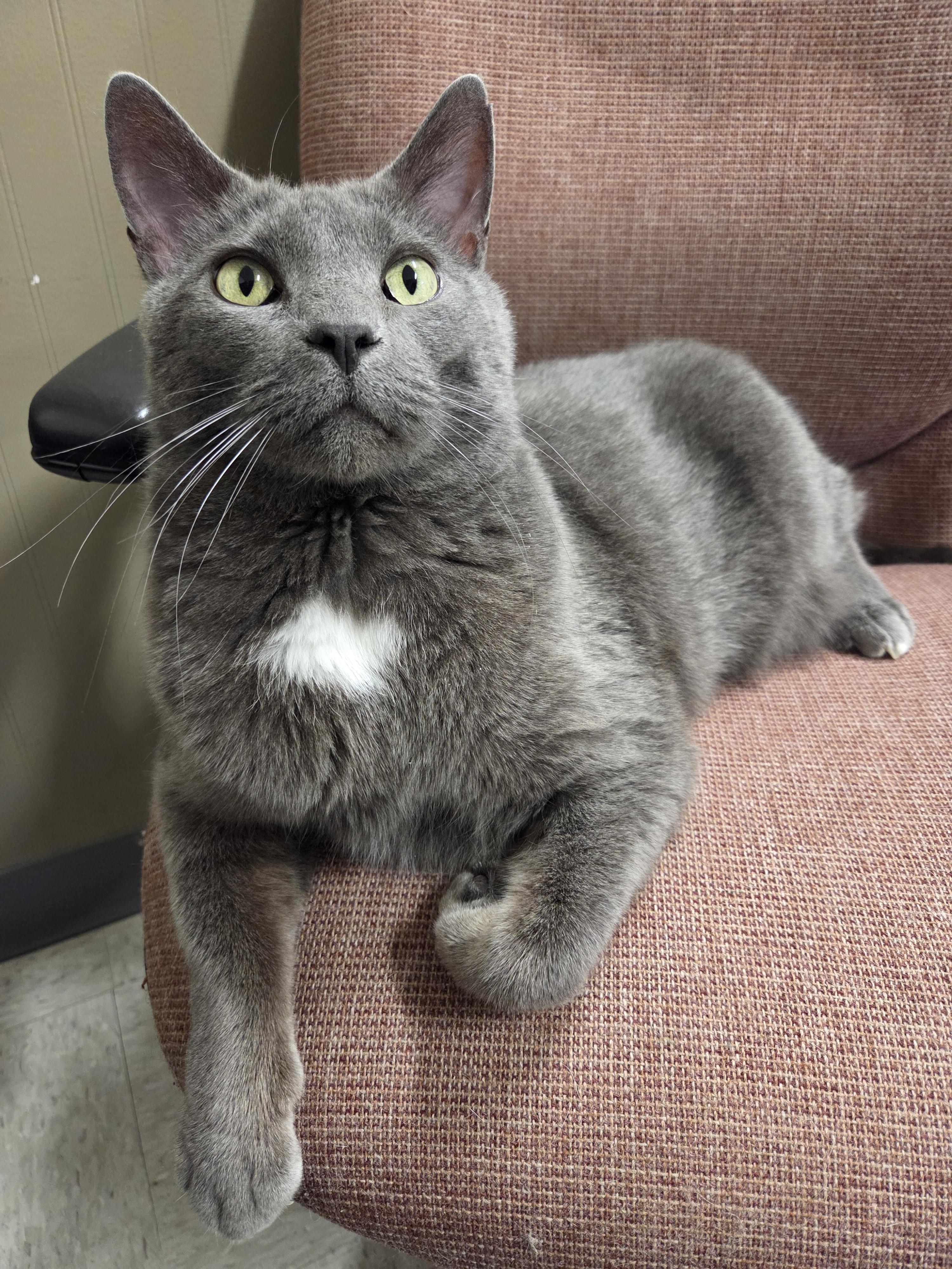 Enlarge Elton, a Adoptable Domestic Short Hair in Nevada, IA image 2/2