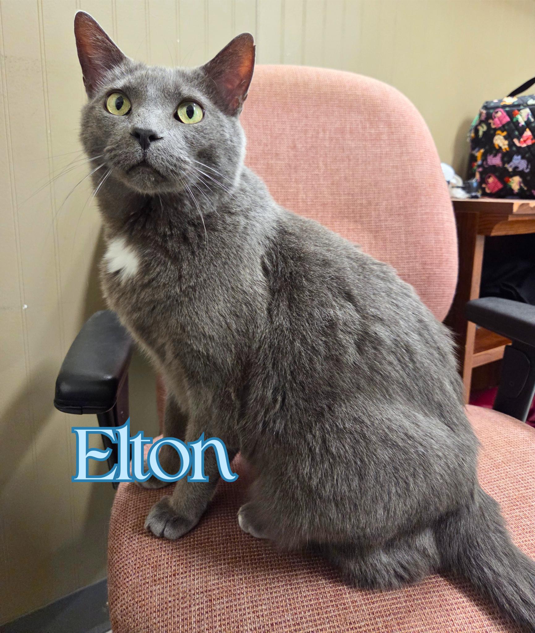 Enlarge Elton, a Adoptable Domestic Short Hair in Nevada, IA image 1/2