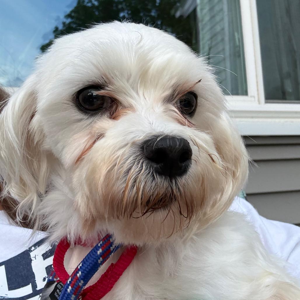 Darcy, Adoptable, Adult Female Maltese.