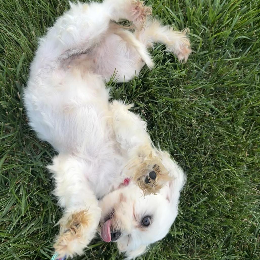 Enlarge Darcy, a Adoptable Maltese in Sinking Spring, PA image 2/6
