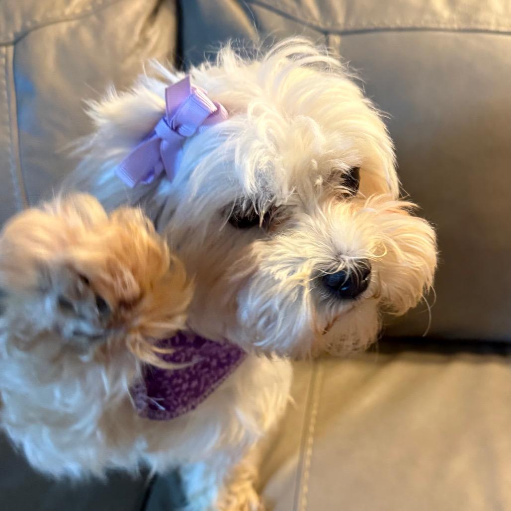 Enlarge Darcy, a Adoptable Maltese in Sinking Spring, PA image 4/6