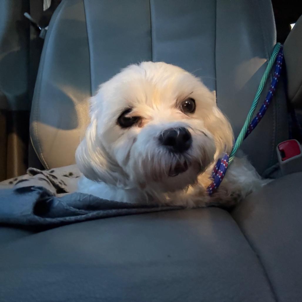 Enlarge Darcy, a Adoptable Maltese in Sinking Spring, PA image 5/6