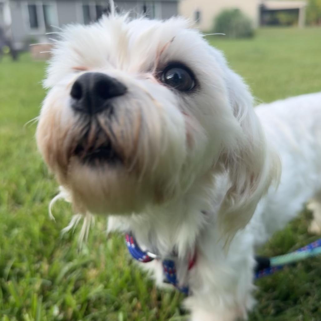 Enlarge Darcy, a Adoptable Maltese in Sinking Spring, PA image 6/6