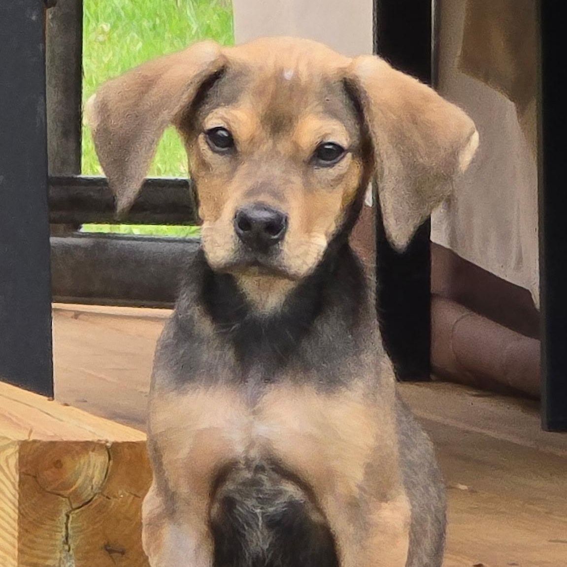 Enlarge Gumby, a ADOPTABLE mixed breed in CHURCHVILLE, NY image 2/2