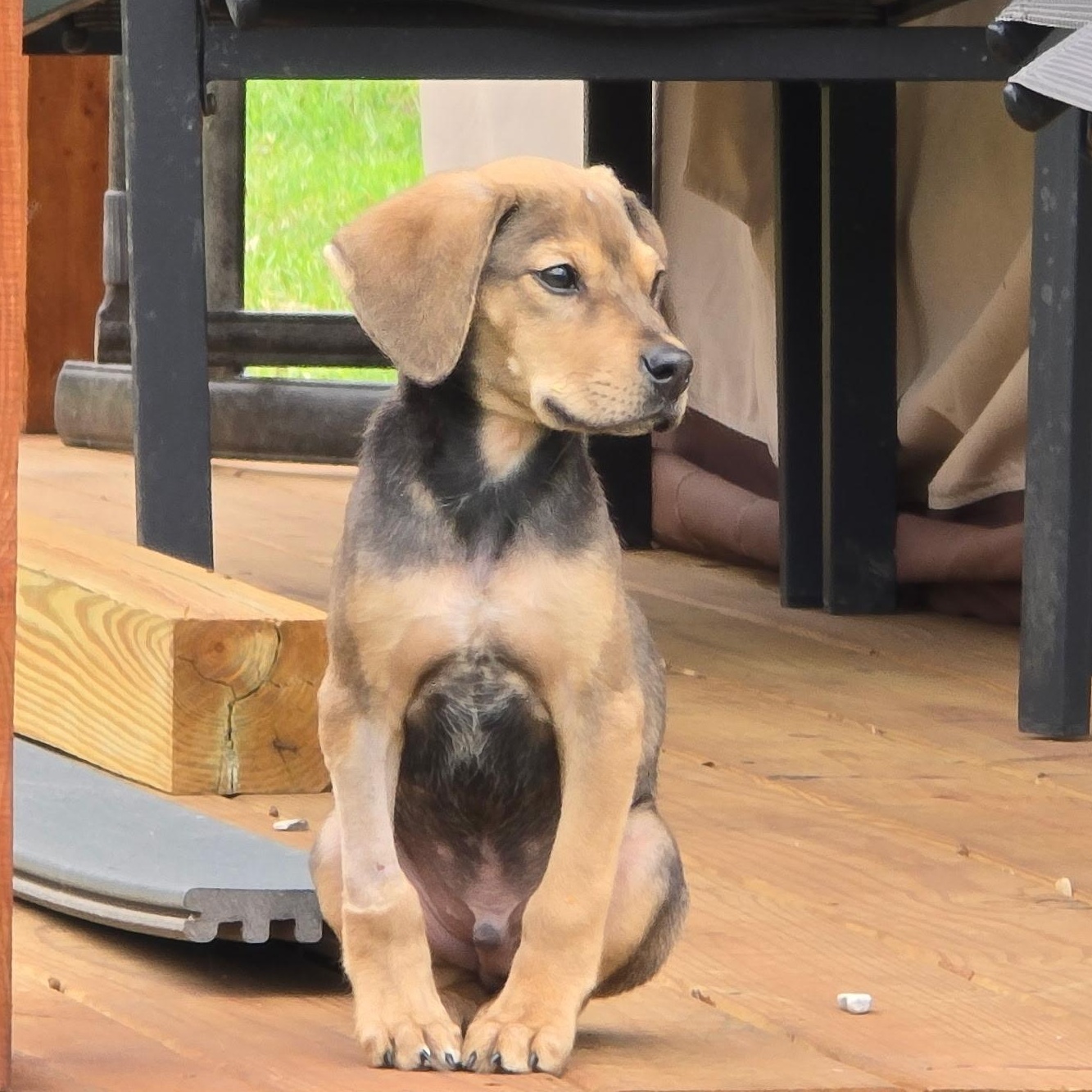 Gumby, ADOPTABLE, Puppy Male Beagle & Shepherd.