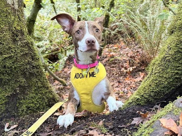 Nettle, Adoptable, Young Female Pit Bull Terrier & Rhodesian Ridgeback.