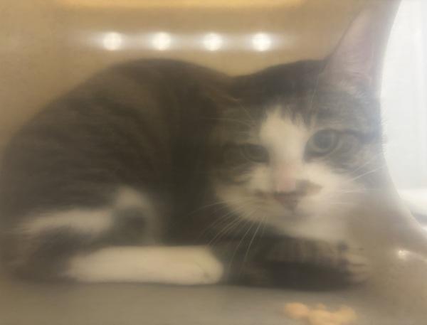 Working Cat - Sir Dude, Adoptable, Adult Male Domestic Short Hair.