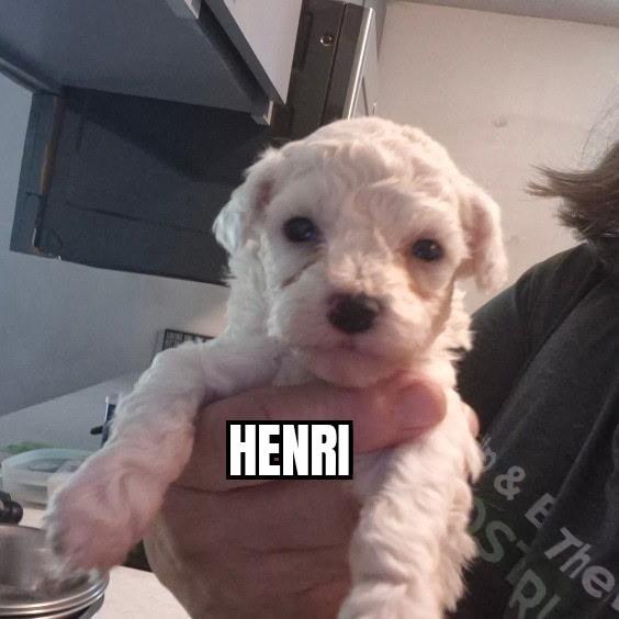 Henri, ADOPTABLE, Puppy Male Bichon Frise.