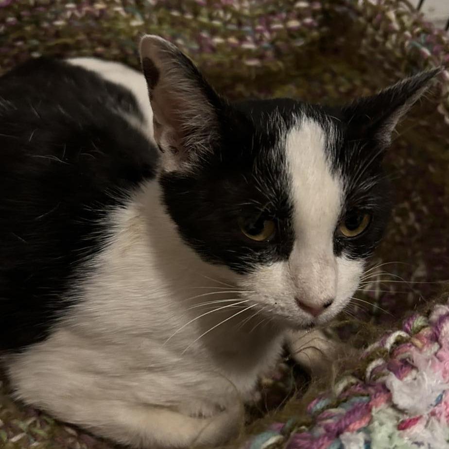 Enlarge Fanny, a Adoptable Domestic Short Hair in Bendena, KS image 1/1