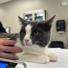 Enlarge Grayson, a ADOPTABLE Domestic Short Hair in Cooperstown, NY image 3/3