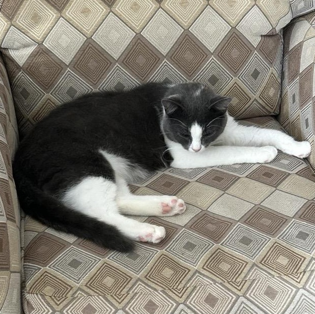 Enlarge Grayson, a ADOPTABLE Domestic Short Hair in Cooperstown, NY image 2/3