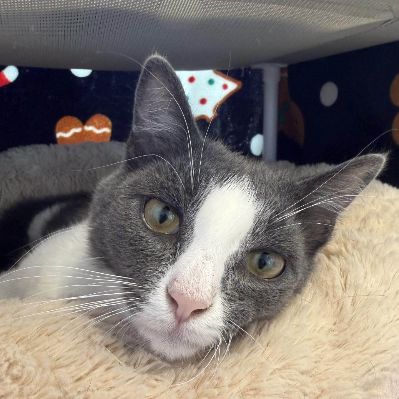 Enlarge Grayson, an adopted Domestic Short Hair in Cooperstown, NY image 1/4