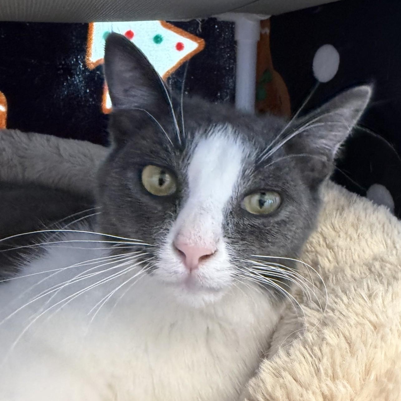 Enlarge Grayson, an adopted Domestic Short Hair in Cooperstown, NY image 4/4