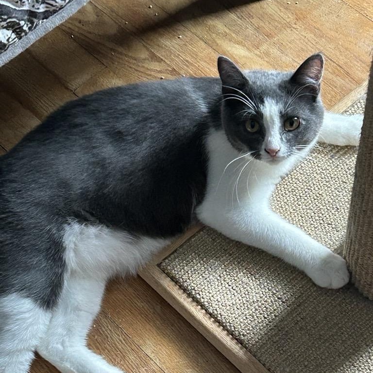 Grayson, ADOPTABLE, Kitten Male Domestic Short Hair.