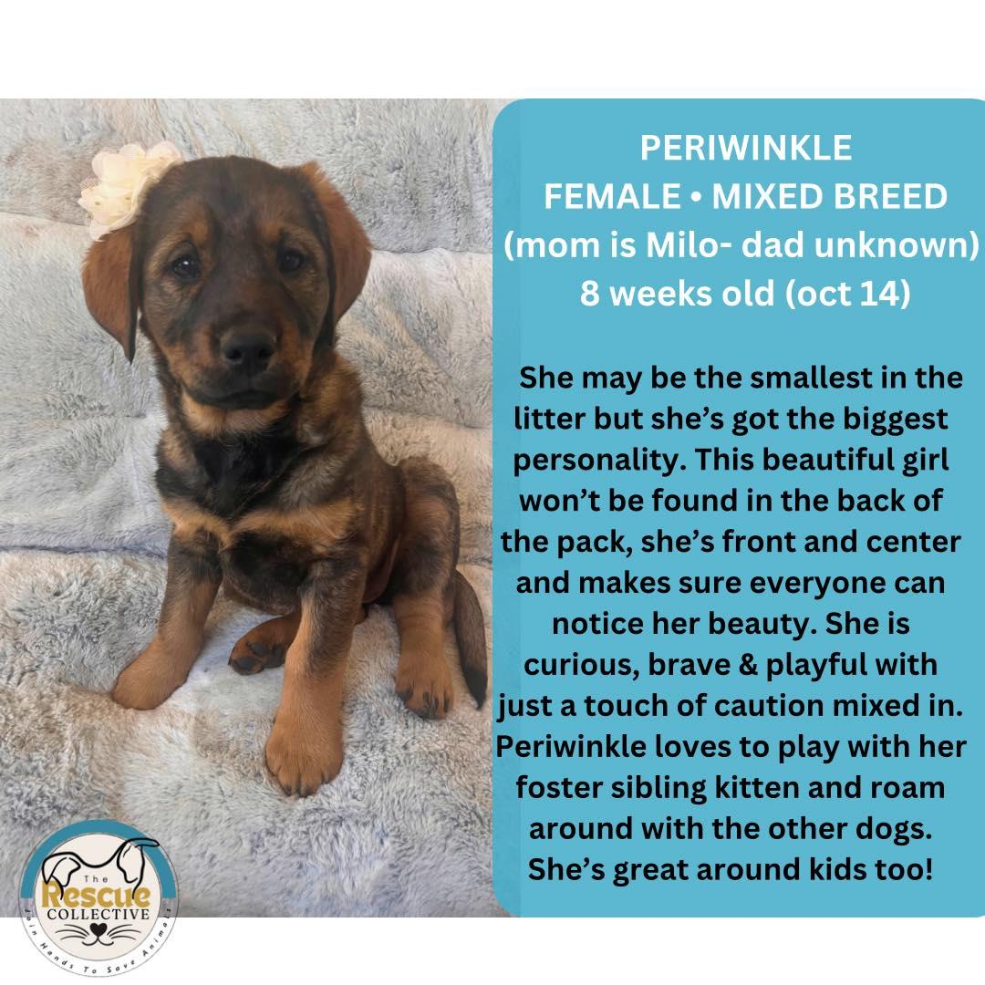 Enlarge Periwinkle, a Adoptable mixed breed in Clive, AB image 1/1