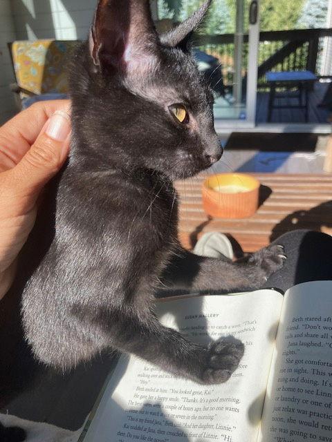 Willow, Adopted, Kitten Female Domestic Short Hair.